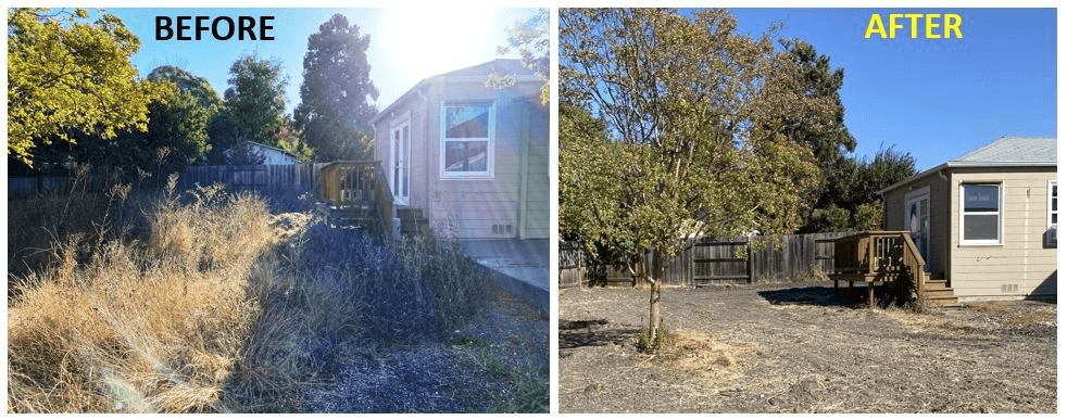 Overgrown yard, before and after cleanout
